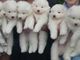 Gratis samoyedo cachorro listo