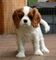 Gratis sorprendentes king charles spaniel cachorro disponibles