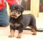 Gratis tremenda rottweiler cachorro