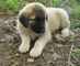 Gratise spectaculares cachorros de pastor de anatolia listo