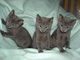 Hermosos gatitos azules rusos son ocho semanas de edad - Foto 1