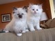 Hermosos gatos ragdoll