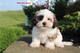 Hombre adorable y cachorros hembra shih tzu