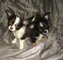 Listo Ahora Tiny TCup Pedigree Cachorros Chihuahua - Foto 1