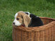 Los cachorros beagle dulce y encantadora para la venta