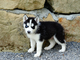Los cachorros de pura raza azul de ojos Husky siberiano disponibl - Foto 1