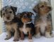 Los cachorros macho y hembra yorkie disponibles