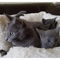 Los gatitos azul ruso gatitos de pelo corto británica
