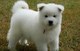 Macho y hembra pura raza samoyedo