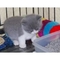 Magníficos gatitos británicos de Shorthair un buen hogar - Foto 1