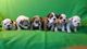 Magnificos perros de bouldog ingles .son de raza pura - Foto 2