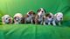 Magnificos perros de bouldog ingles .son de raza pura - Foto 3