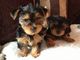 Notable cachorro de yorkshire terrier disponibles