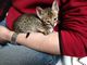 Nuestros bellos gatitos savannah