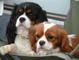 Preciosos cachorros Cavalier King Charles - Foto 1