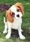 Preciosos cachorros cavalier king charles