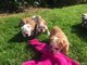 Preciosos cachorros de bulldog ingles pura raza - Foto 1