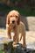 Regalo Basset Fauve de Bretagne cachorro disponibles - Foto 1