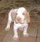 Regalo bracco italiano cachorros disponibles