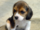 Regalo cachorro beagle maravillosa disponibles