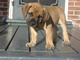 Regalo cachorro boerboel increíble listos