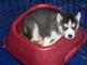 Regalo cachorros husky siberiano para adopción