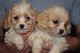 Regalo cavachon cachorros listos