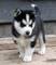 Regalo extraordinaria cachorro de husky siberiano disponibles