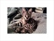 Regalo gatitos sabana en venta - Foto 1