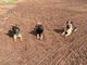 Regalo Los cachorros de pastor alemán disponibles - Foto 1