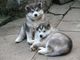Regalo magnifico cachorros alaska malamut