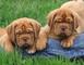 Regalo magnifico cachorros dogue de bordeauz