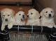 Regalo magnifico cachorros golden retriever