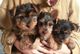 Regalo Magnifico Cachorros yorkie puppies - Foto 1