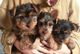 Regalo magnifico cachorros yorkie puppies