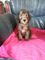 Regalo majestuosos Bedlington Terrier cachorros - Foto 1