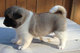 Regalo perrito adorable de akita preciosa