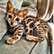 100% Regalo bebe bengal - Foto 1