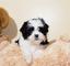 3 hermosa Árbol genealógico Shih Tzu Los cachorros - Foto 1