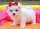 5 adorables cachorros maltés blanco Terriers - Foto 1