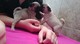 Adorable cachorros carlino pug en adopcion