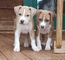 Cachorros american staffordshire terrier