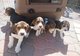 Cachorros beagle examinados