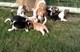Cachorros beagle ready now 8 semanas