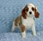 Cachorros cavalier king charles spaniel disponibles