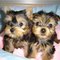 Cachorros de yorkshire terrier