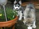 Cachorros husky siberiano