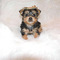 Cachorros yorkshire toy para adopcion mach - Foto 1