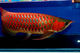 Calidad Grado AAA Arowana Peces Disponibles - Foto 1