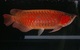 Calidad peces grado aaa arowana peces disponible